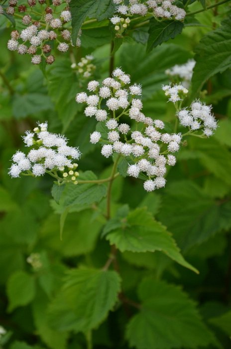 Ageratina altissima var.altissima